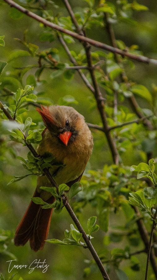 Photograph from Wildlife