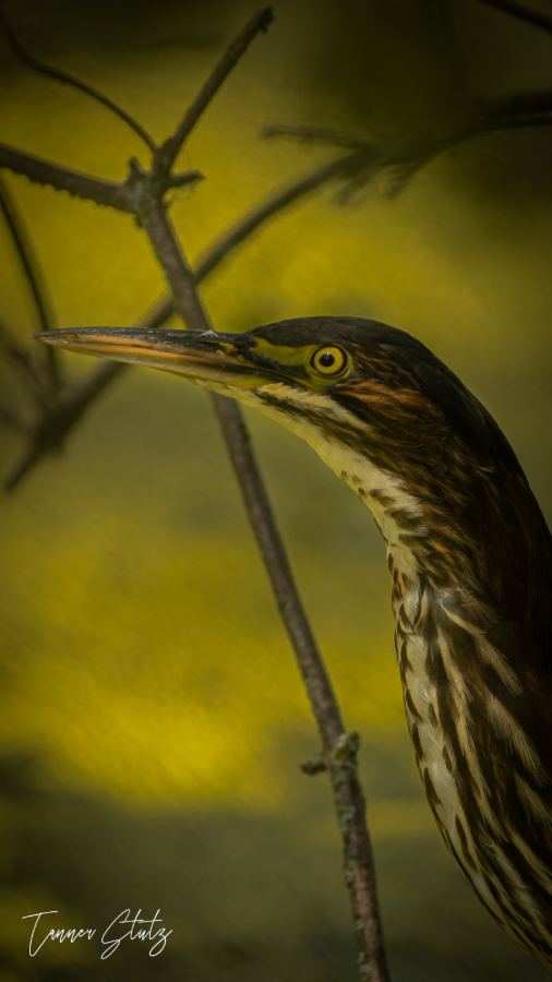 Photograph from Wildlife