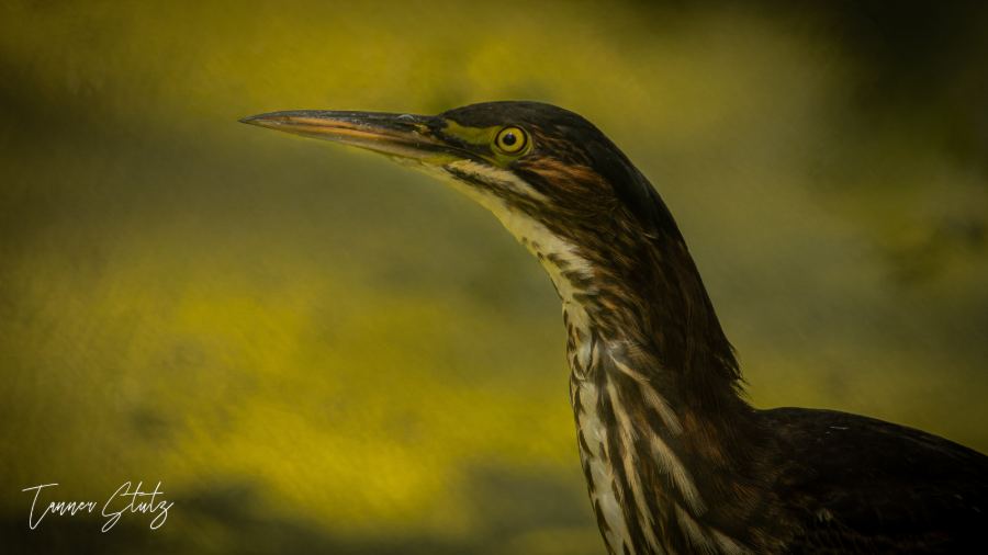 Photograph from Wildlife