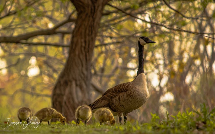 Photograph from Wildlife