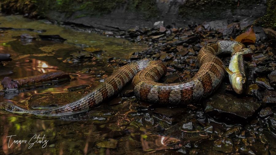 Photograph from Wildlife