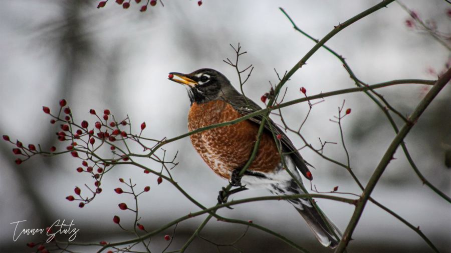 Photograph from Wildlife